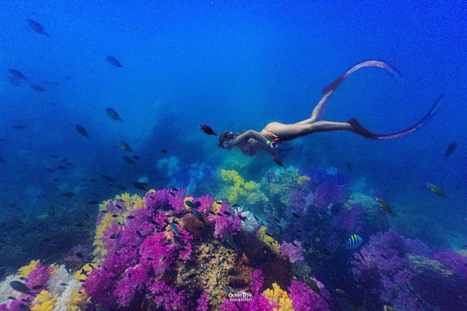 Snorkeling among tropical fish around Koh Bulon-Lae