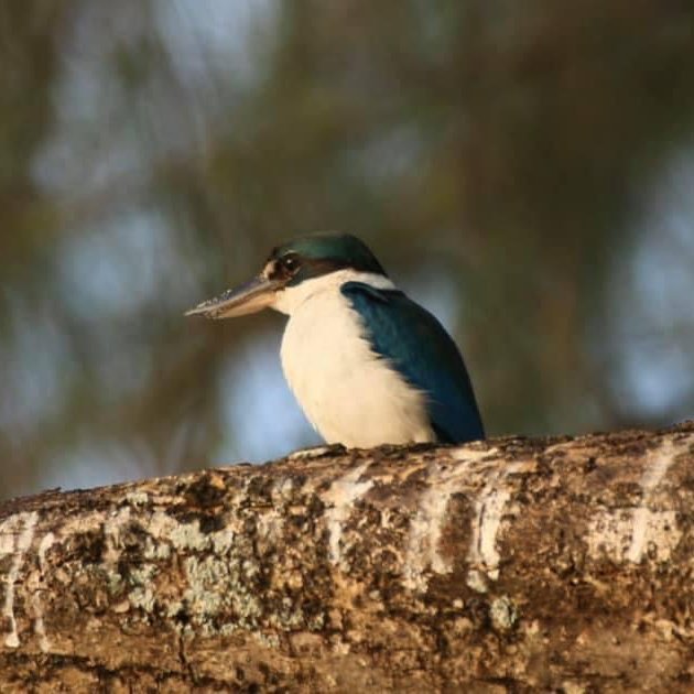 Native bird found around Koh Bulon-Lae